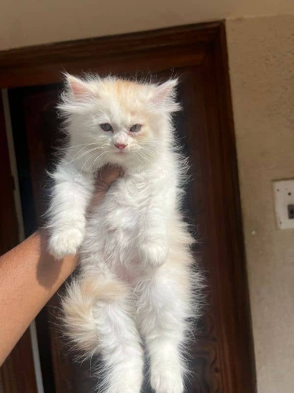 Persian kittens Available Whatsapp number 03251905001 1