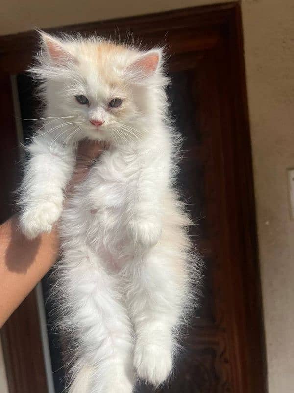 Persian kittens Available Whatsapp number 03251905001 2