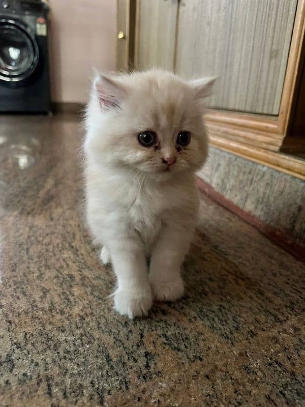 Persian kittens Available Whatsapp number 03251905001 0