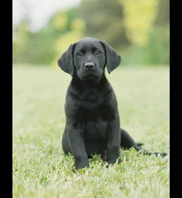 LABRADOG FOR SALE 1