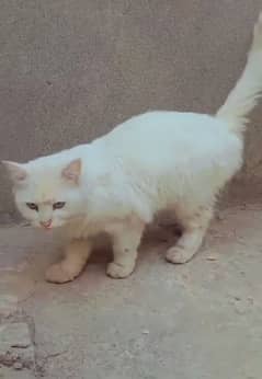 Persian cat female for sale