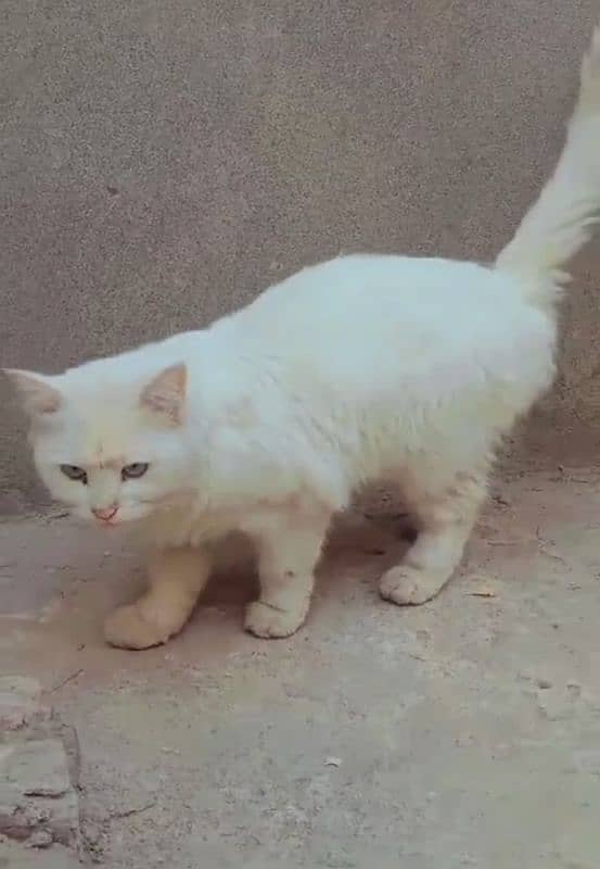 Persian cat female for sale 0