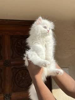 Persian kittens Available Whatsapp number 03251905001