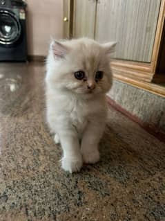 Persian kittens Available Whatsapp number 03251905001