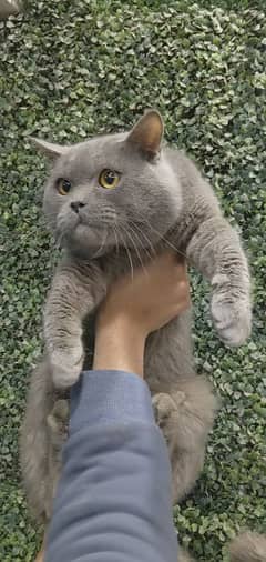 British shorthair male for sale