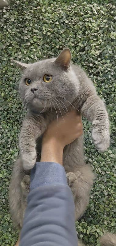 British shorthair male for sale 0