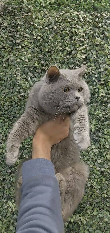 British shorthair male for sale 1