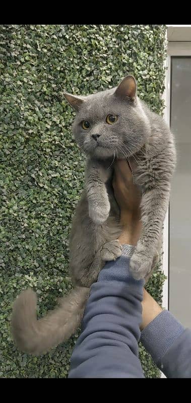 British shorthair male for sale 2