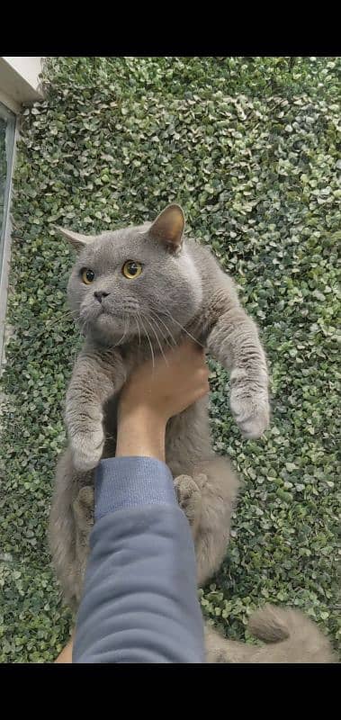 British shorthair male for sale 3