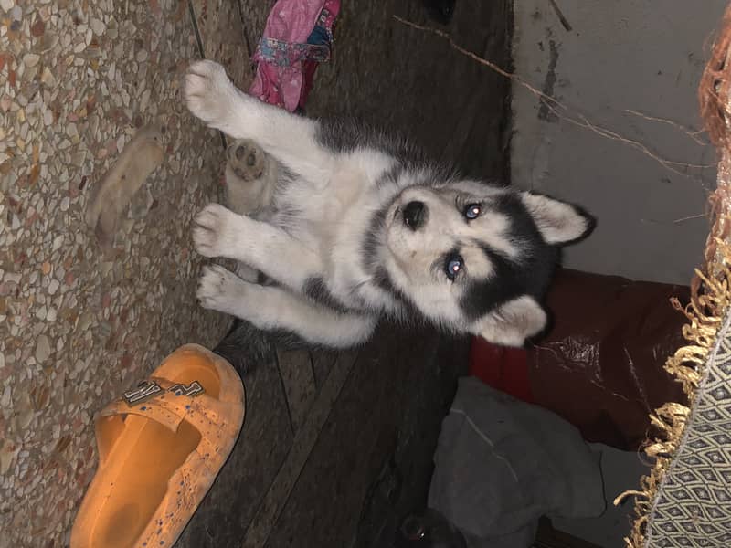 Siberian husky female puppy available non pedigree age 40 dy 0