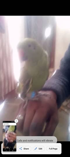 parrot for sale