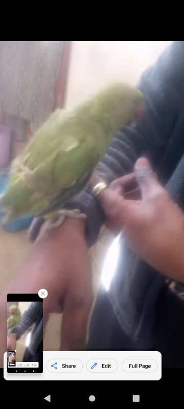 parrot for sale 1