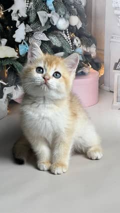 British shorthair