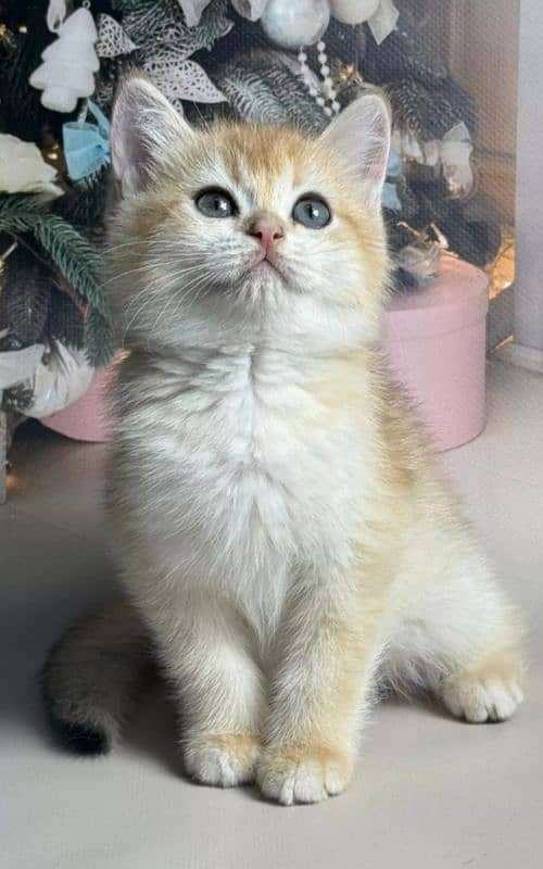 British shorthair 1