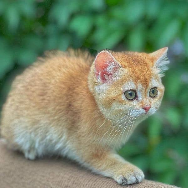 British shorthair 1