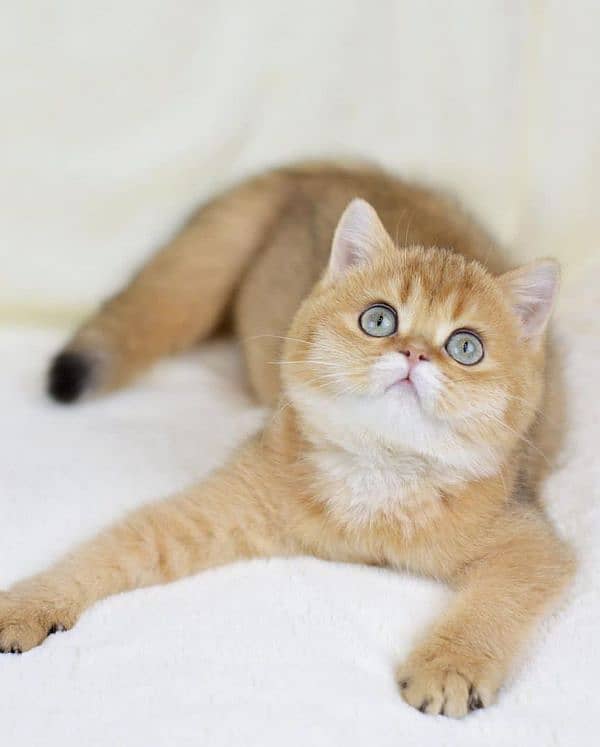 British shorthair 2