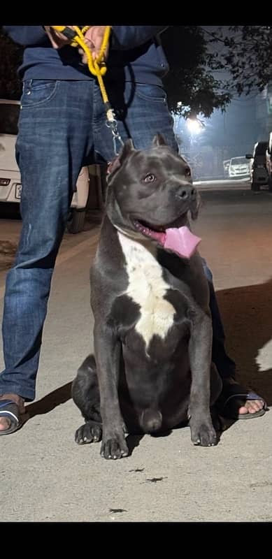 XL American Bully son of SCOOBER 2