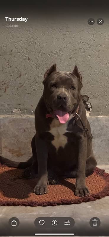 XL American Bully son of SCOOBER 5