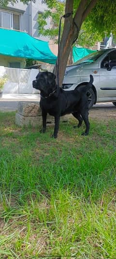 Labrador female