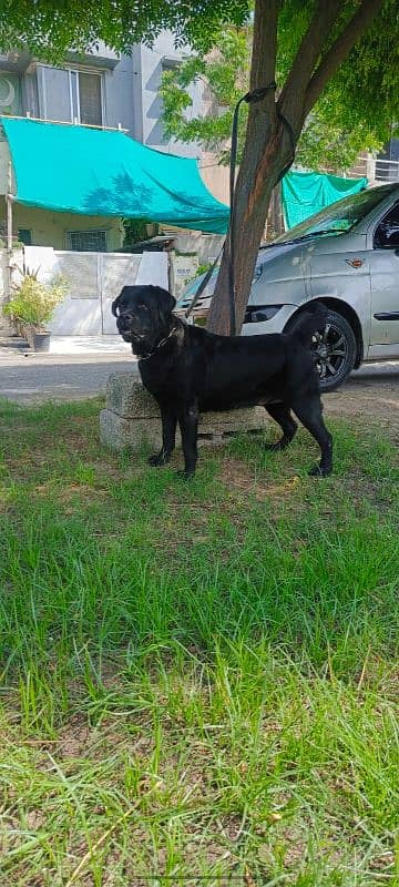 Labrador female 2