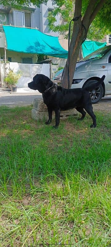 Labrador female 3