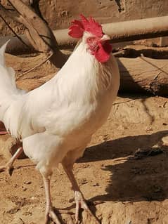 White Heera desi murgha with long tail