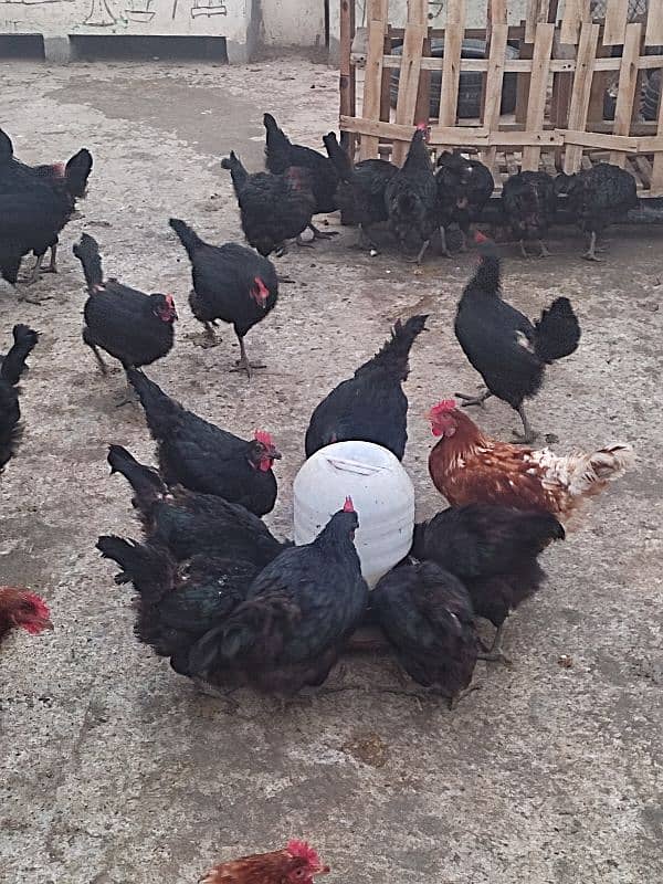 Eggs Laying Lohamblack F1 bread best quality 1