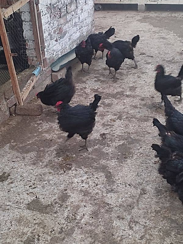 Eggs Laying Lohamblack F1 bread best quality 2