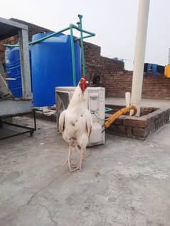 Heera Aseel /Aseel / pure aseel /high quality/ Assel Hens Foe Sale