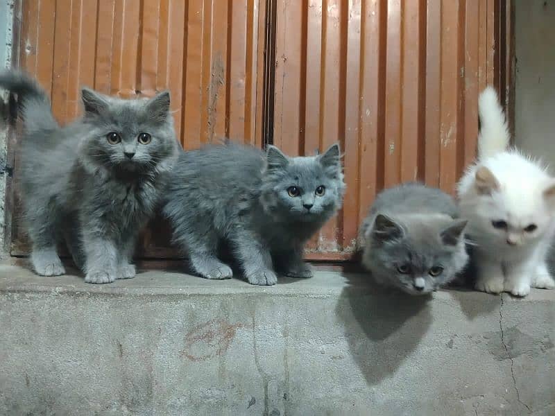 Persian  cat kittens 4 adad each kitten price 12000 no 03186022596 5