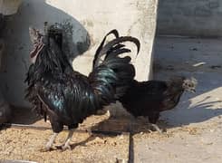 ayam cemani breader pair