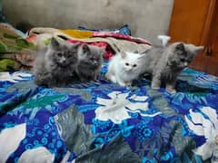 mobile original pics Persian cat kittens 4 adad for sale 03186022596