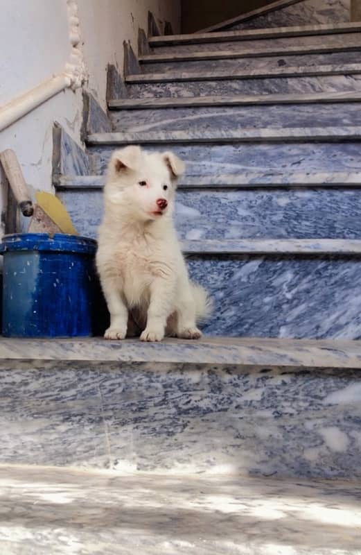 Russian female puppy 1