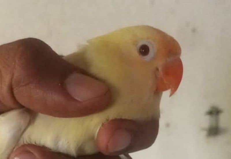 Creamno Albino duckno 0