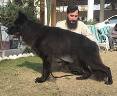 black German shepherd male for stud services