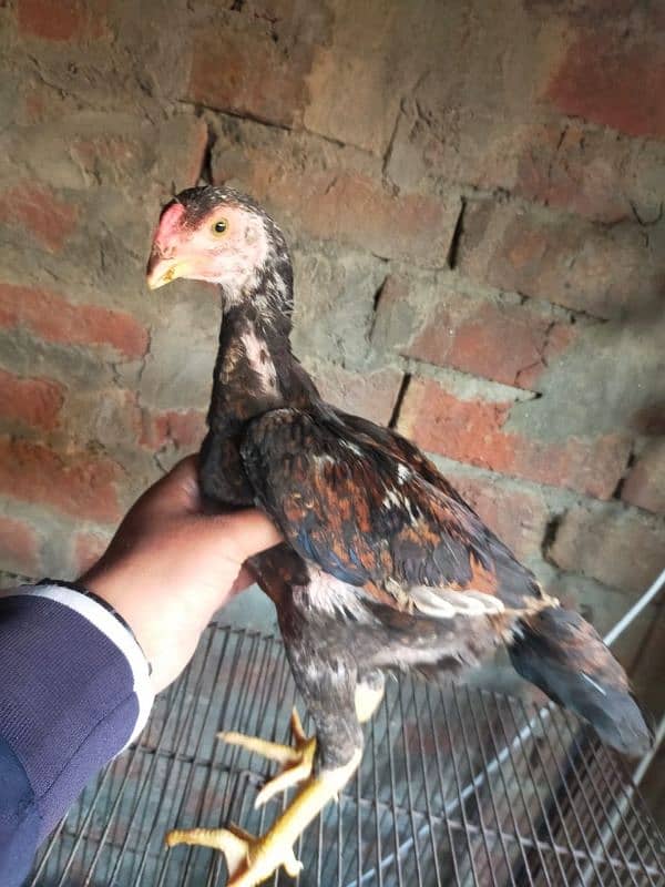 japanese black white lakha o shamo Chicks availabe 1