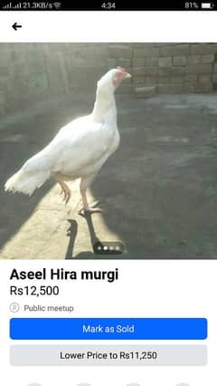 Aseel heera morghi sell