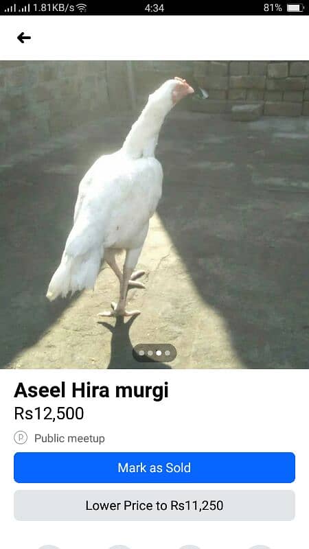 Aseel heera morghi sell 1