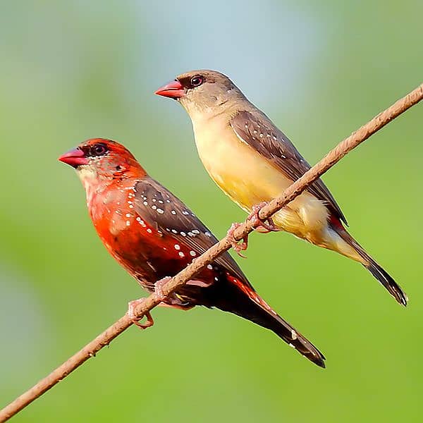 Diamond Finch Male 2