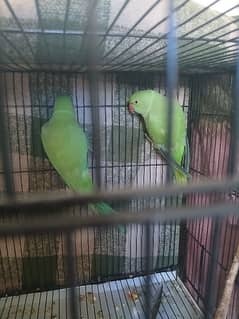 beautiful Green pair for sale,