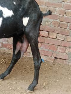 pregnant bakri for sale aur doodh bhi deti 1.5 kg