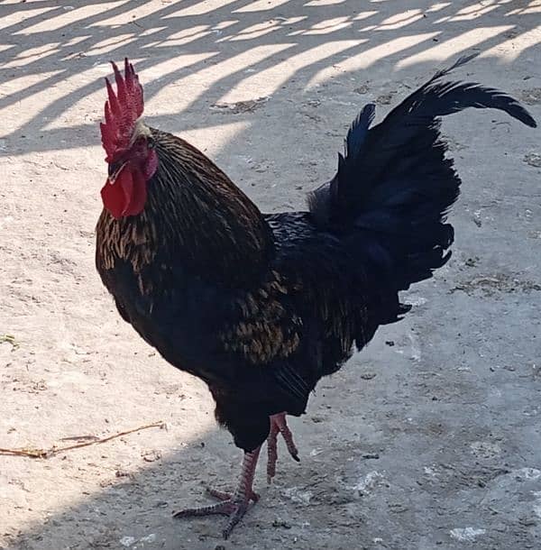 Australorp male 0