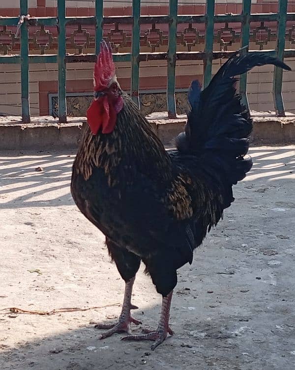 Australorp male 1