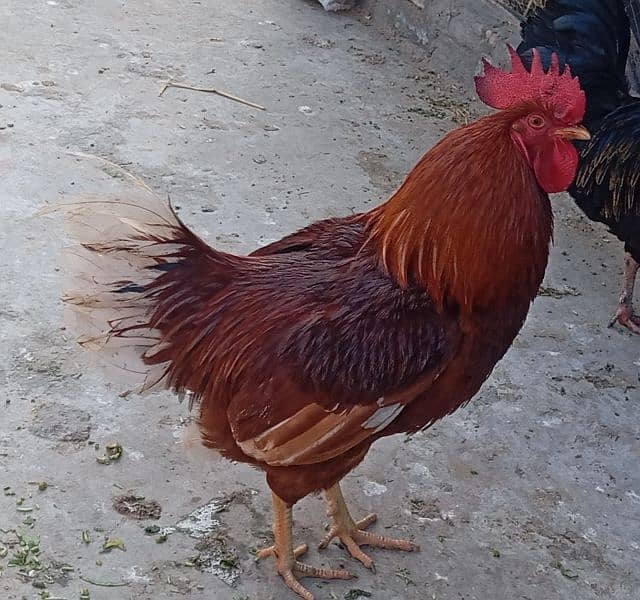 Australorp male 2