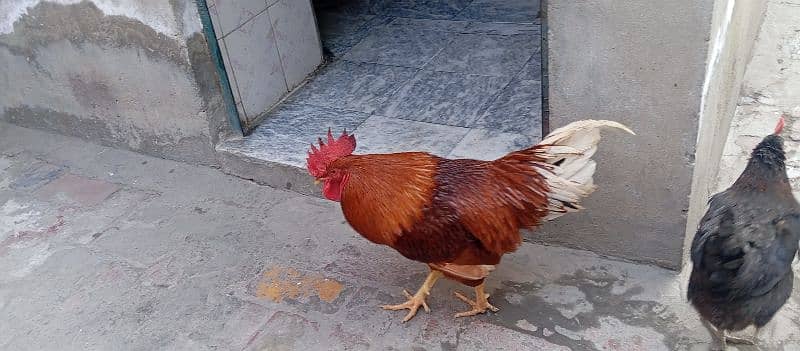 Australorp male 3