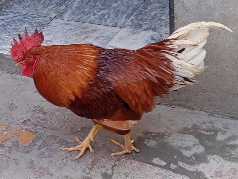 Australorp male 4