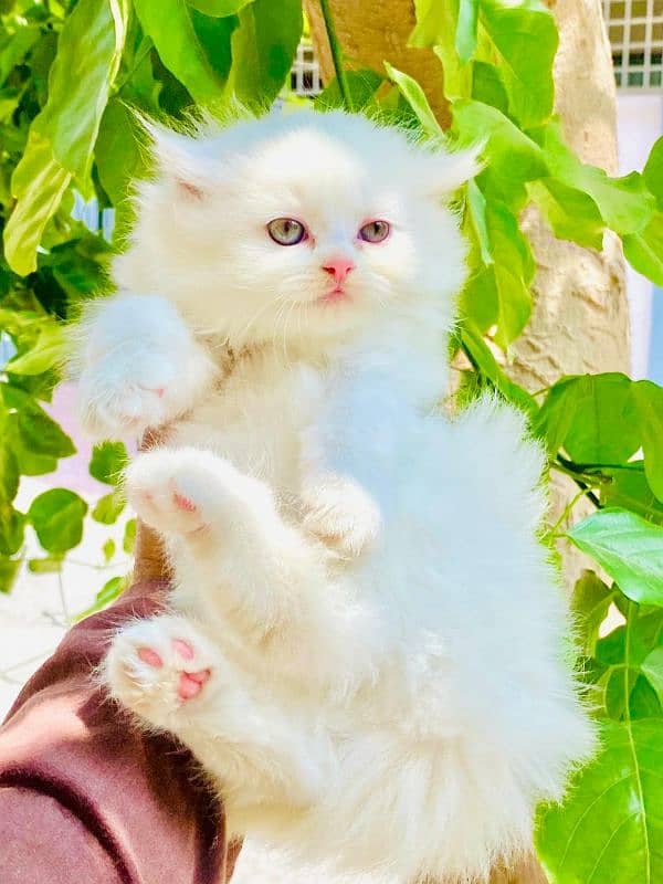 persian cat kitten 0