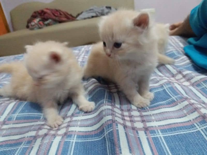 persian cat kitten 1