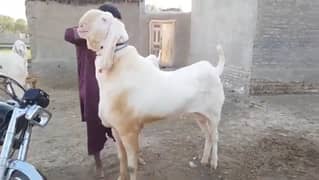 desi Bakra for sale WhatsApp number 03487390292)