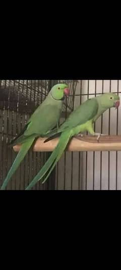 Ringneck breeder Pair